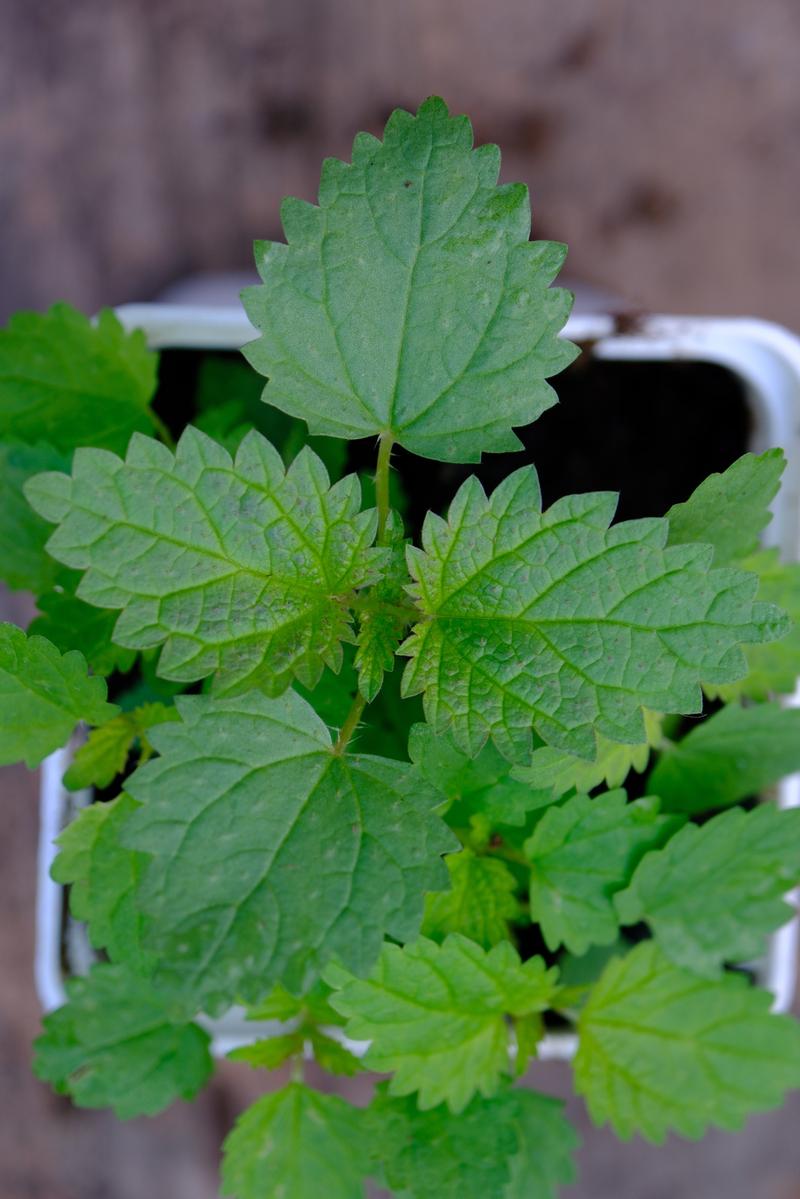 Pokrzywa w układzie odpornościowym