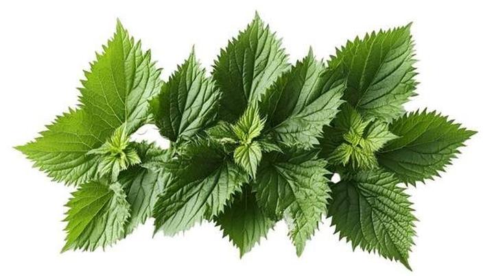 Zdrowotne właściwości pokrzywy