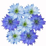 Olej z czarnuszki – naturalny eliksir zdrowia i urody