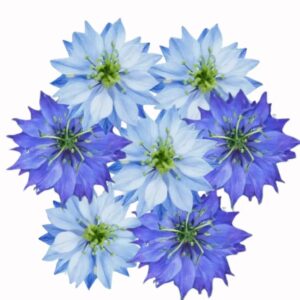 Olej z czarnuszki – naturalny eliksir zdrowia i urody