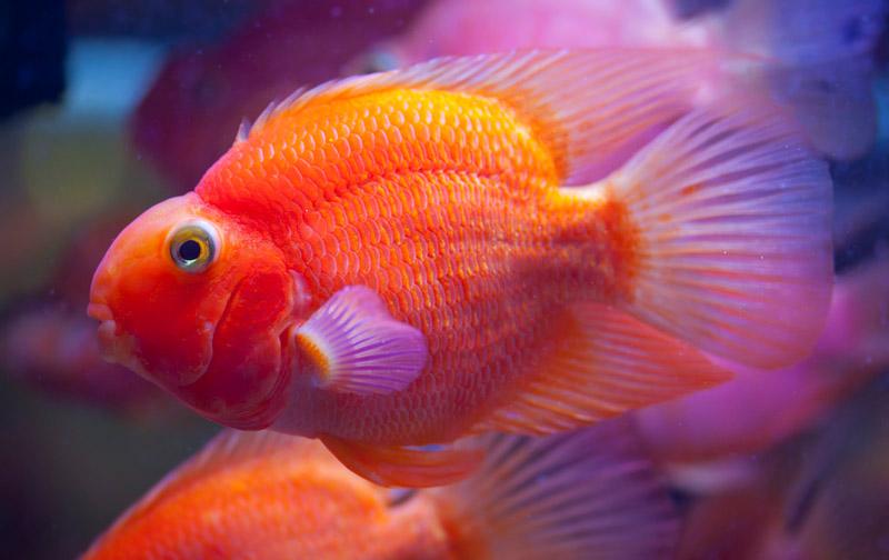 Wymagania środowiskowe pielęgnic