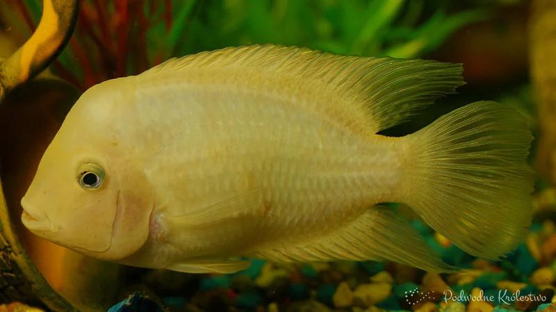 Żywienie pielęgnic i zdrowie ryb