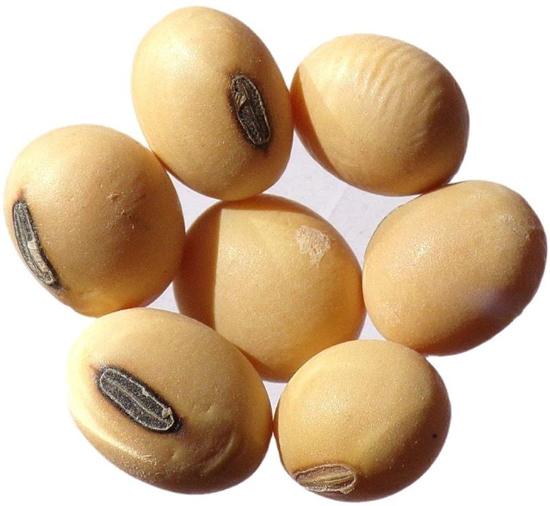 Glycine soja oil w pielęgnacji skóry