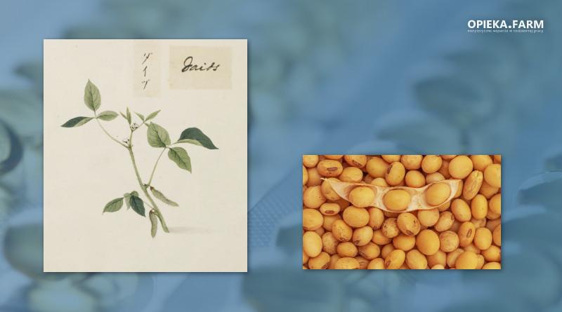 Korzyści zdrowotne oleju sojowego