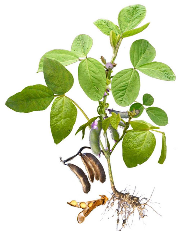 Naturalna pielęgnacja skóry i włosów