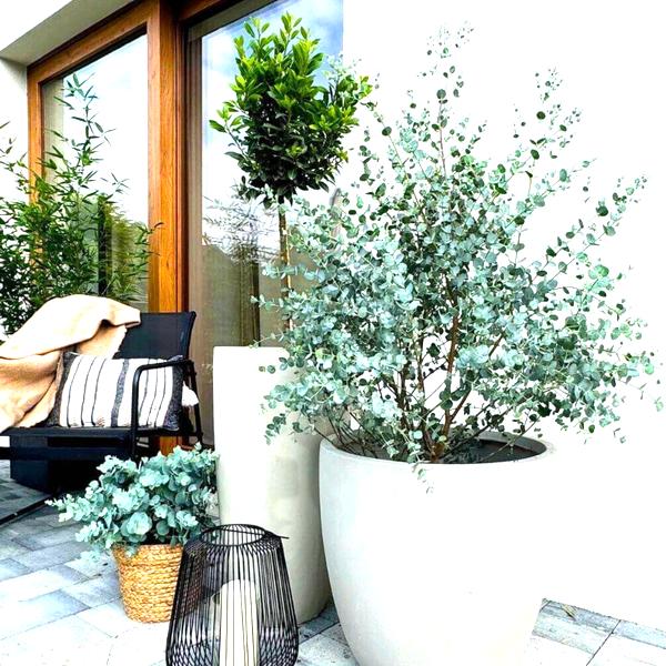 Aromaterapia eukaliptusowa