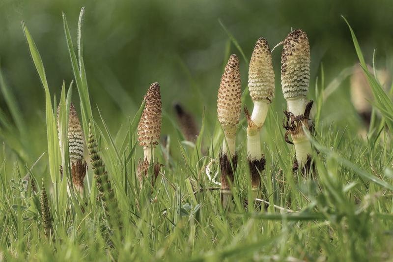 Naturalne sposoby na włosy
