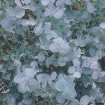 Eucalyptus – sekret naturalnego zdrowia i piękna