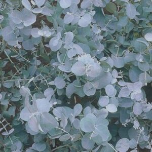 Eucalyptus - sekret naturalnego zdrowia i piękna