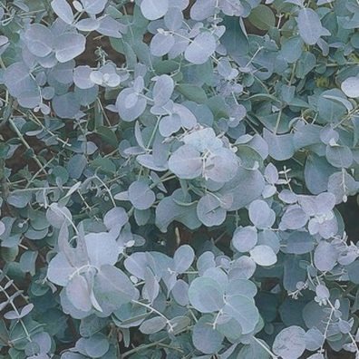 Eucalyptus - sekret naturalnego zdrowia i piękna