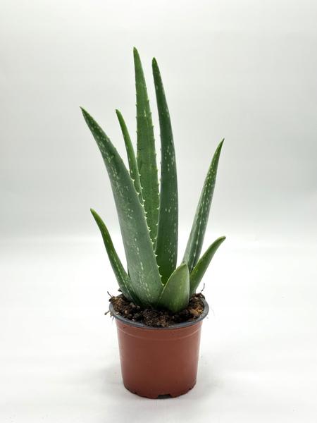 Aloes na twarz