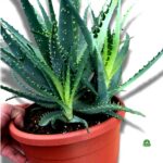 Aloes na twarz – sekret naturalnego nawilżenia i pięknej skóry
